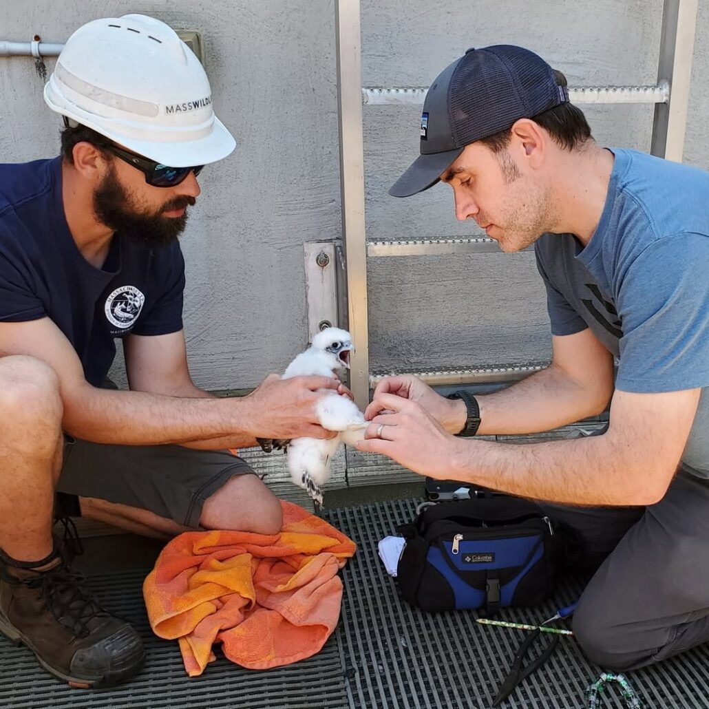 banding day for Ian Bandwich Hale (73/BZ)
